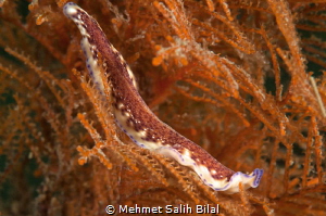 Elegance. by Mehmet Salih Bilal 